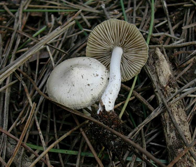 544 Gennaio vecchio ritrovamento